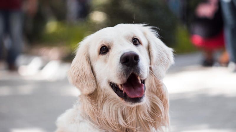 자연 속에서 쉬고 있는 강아지